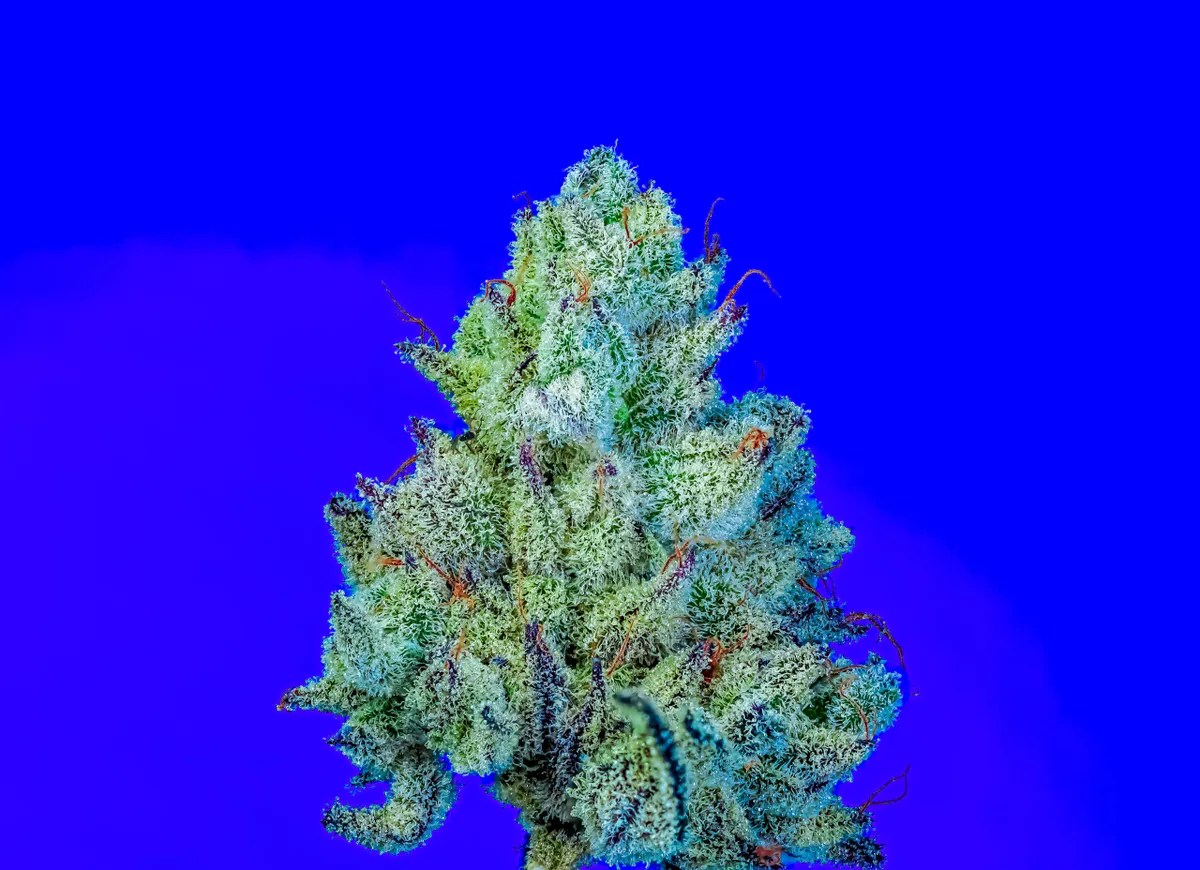 Grand Slam Strain S1
