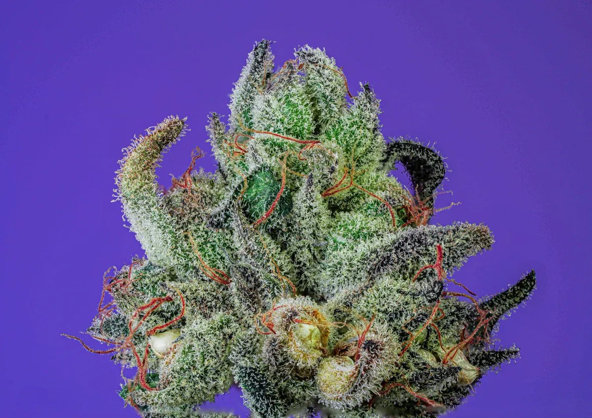 CookieO's Strain