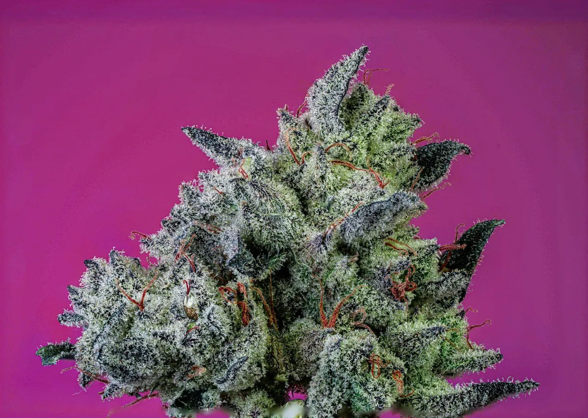 Donut Shop Strain