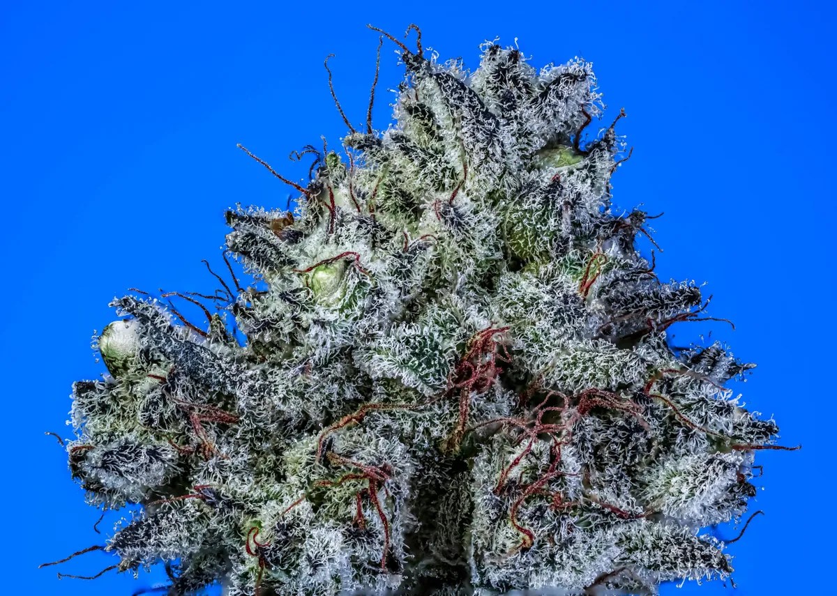Long Island Strain S1