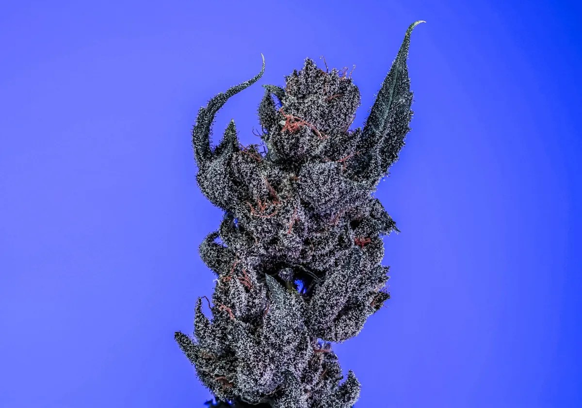 Obsidian Dream Strain