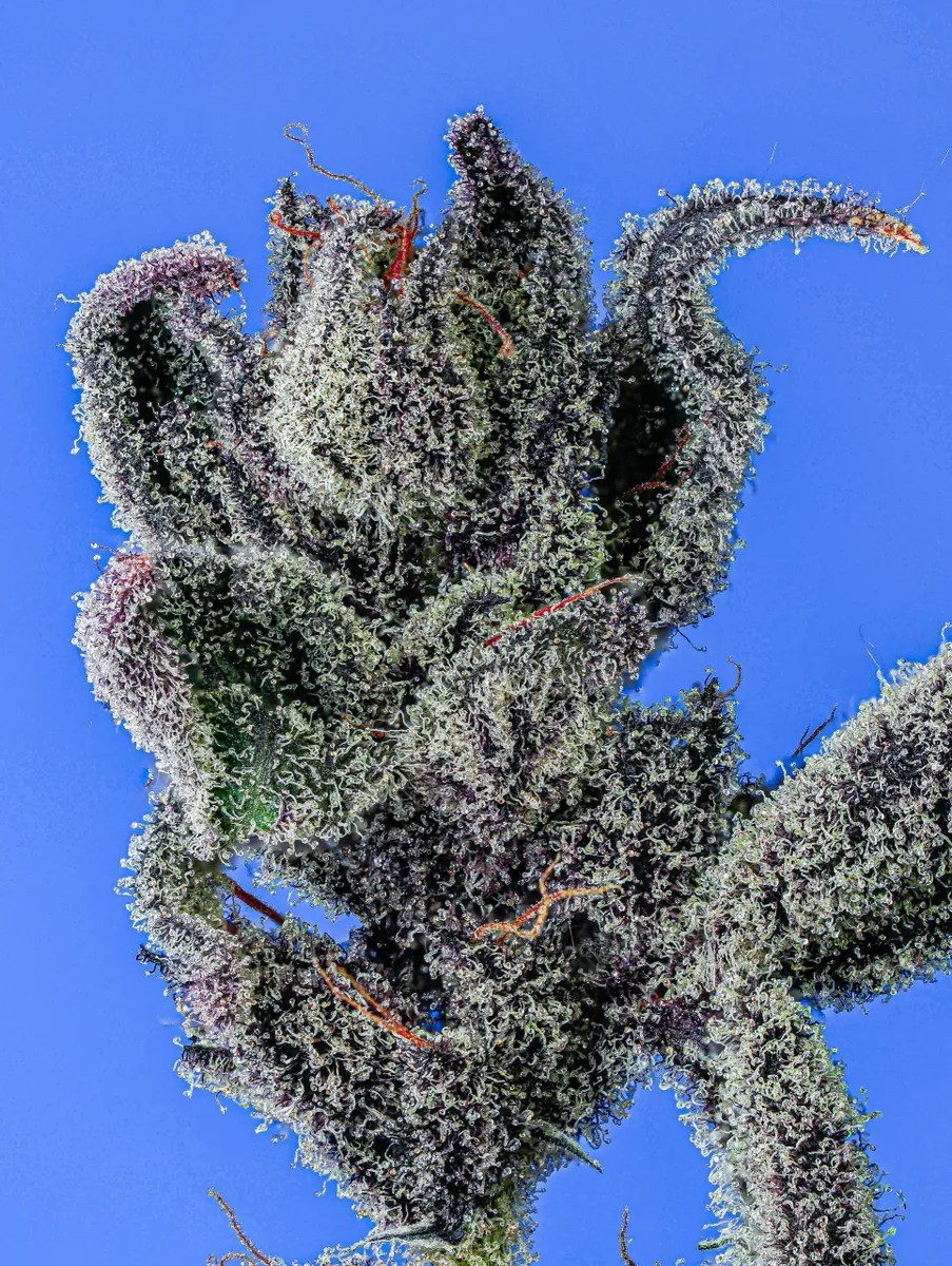 Purple Sunset Strain