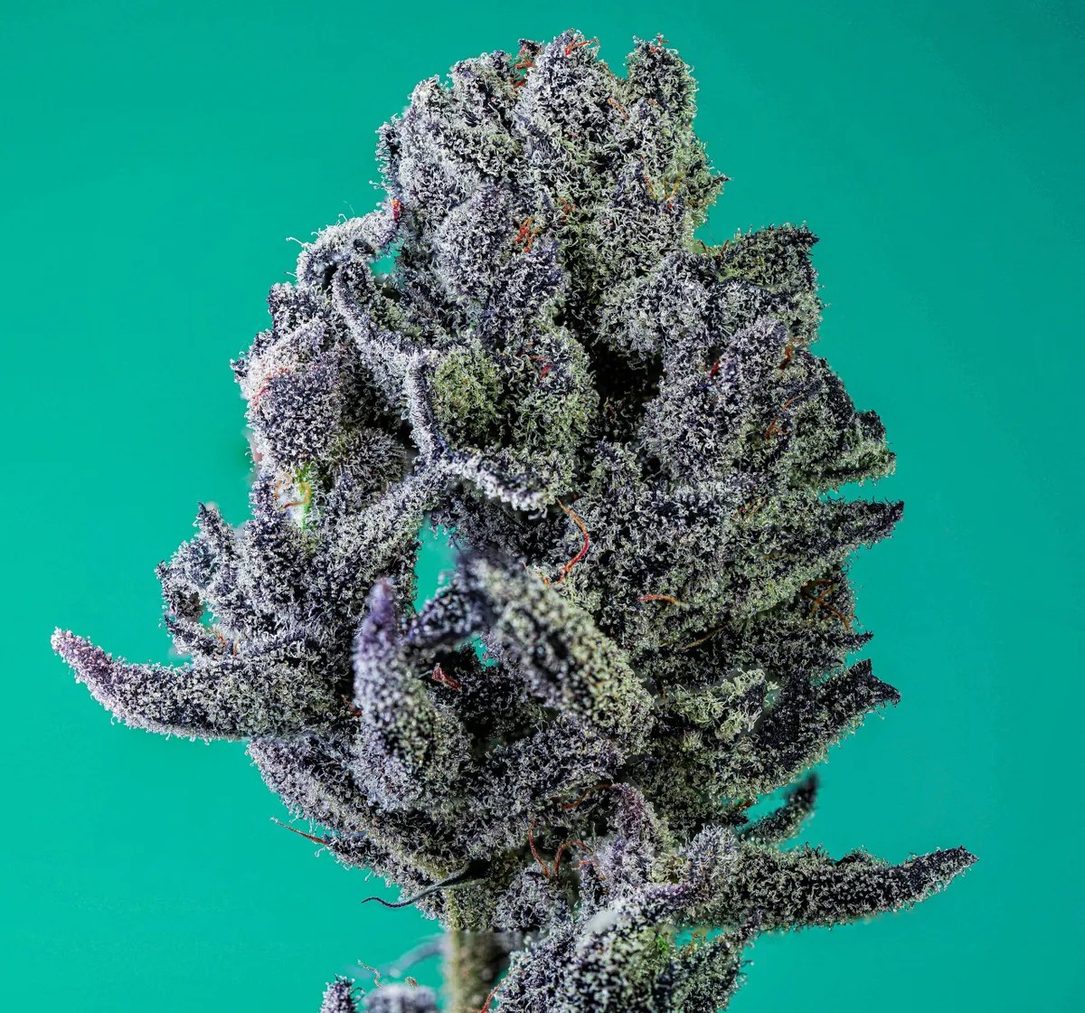Grape Splash