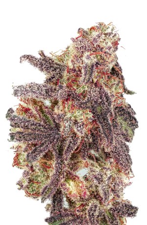 RSM 27 Strain S1 Copycat Genetix