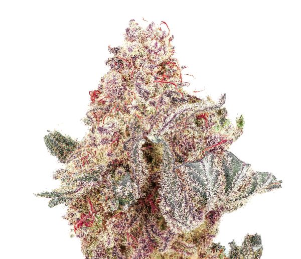 Kings Venom Strain - Copycat Genetics