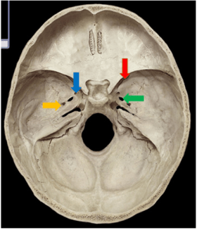 Are you a true blue champion of these blue synonyms? The Osteon Or Haversian System Quiz Questions - ProProfs Quiz