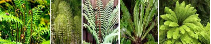 Ini menyebabkan pteridophyta sekarang memiliki dua pengertian: Soal Latihan Online Quiz #2 - ProProfs Quiz