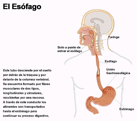 Sistema inmunológico