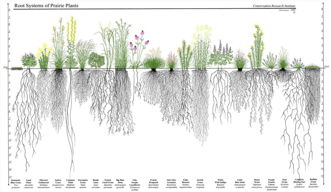 prairie roots systems