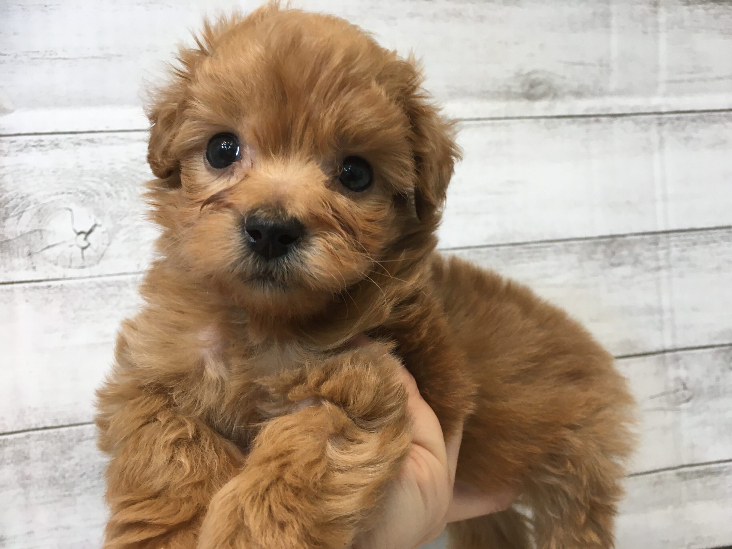 ⑩ビションフリーゼalt=