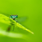 joni-niemela-bug