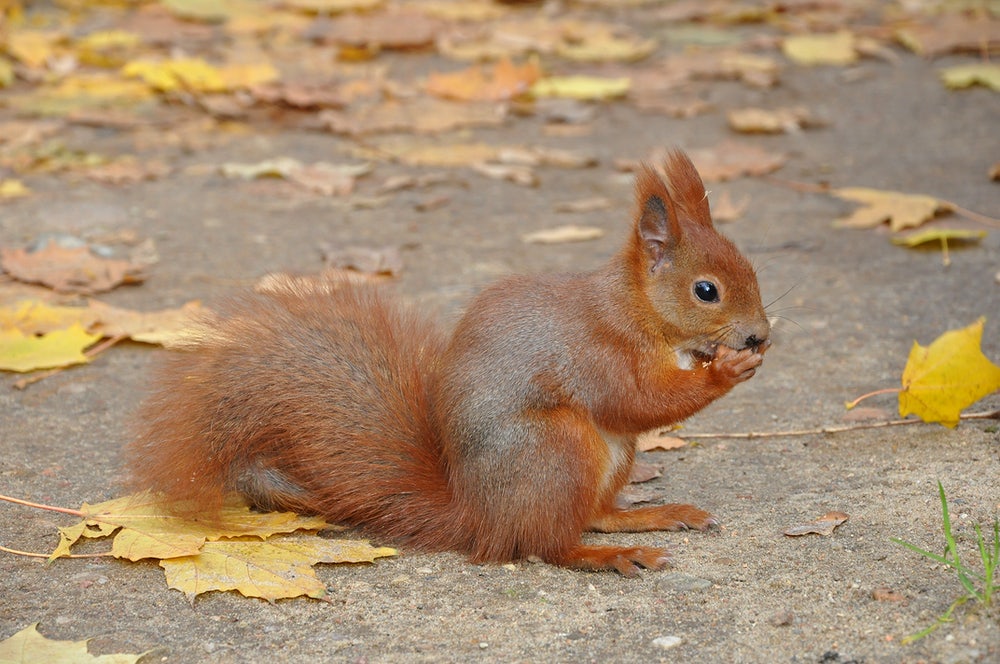 squirrel