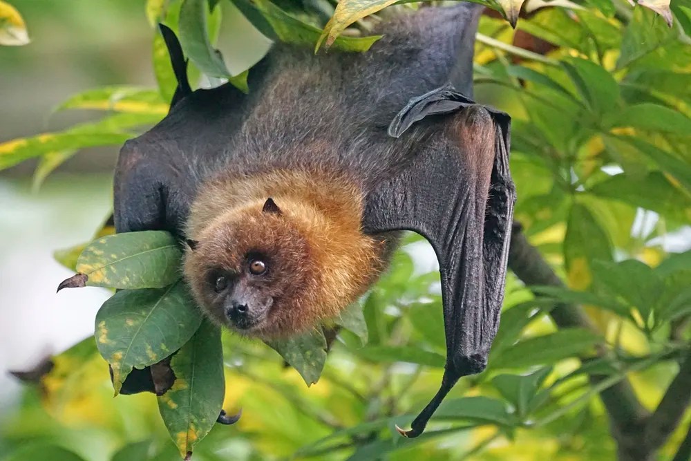 bat tree