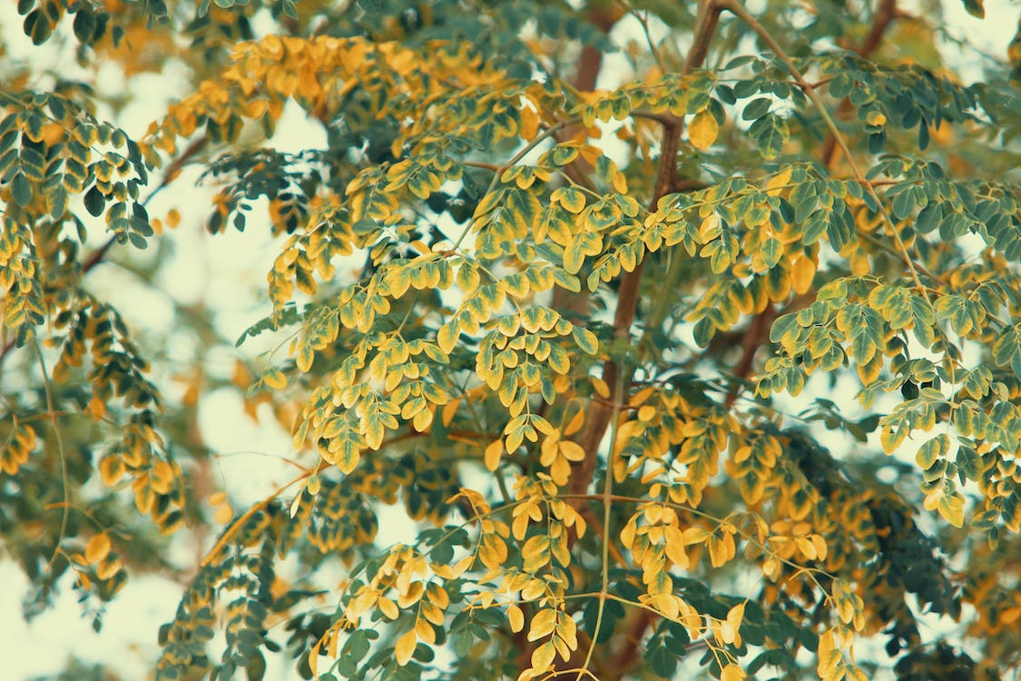 moringa leaf