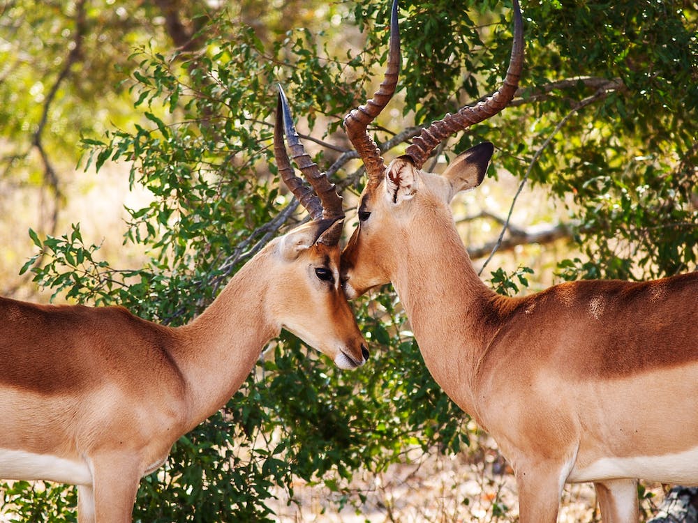 animals