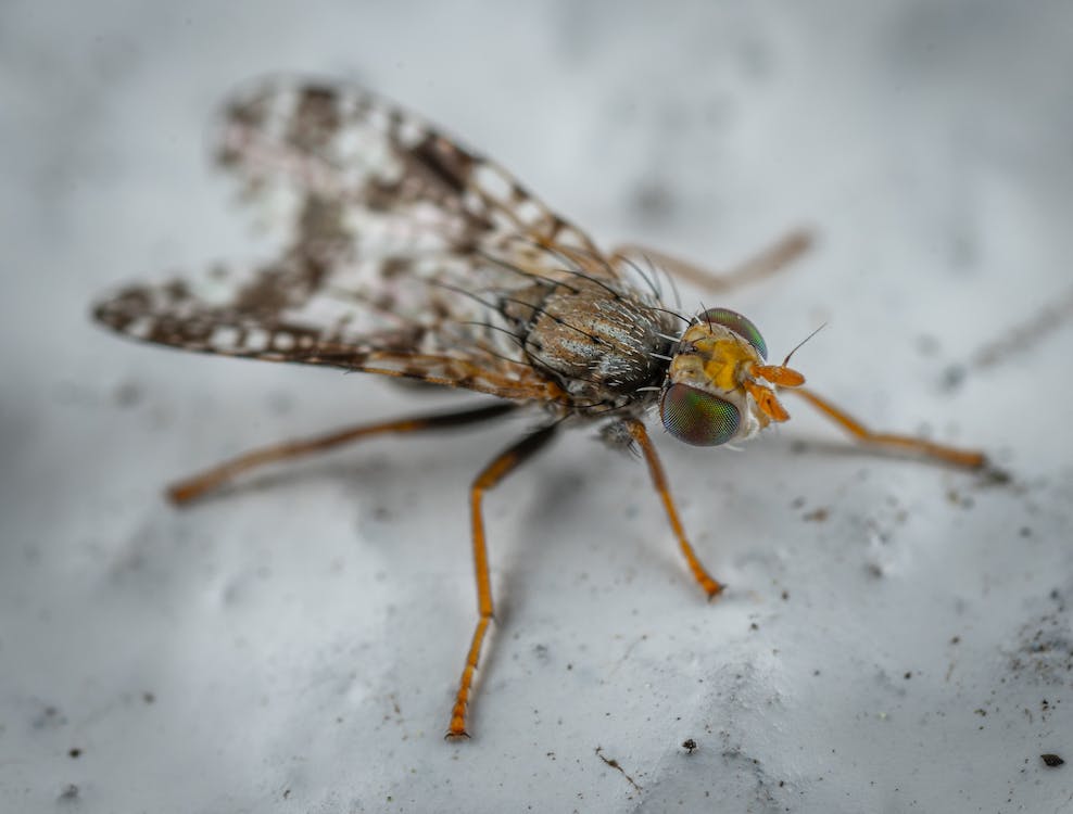 fruit fly