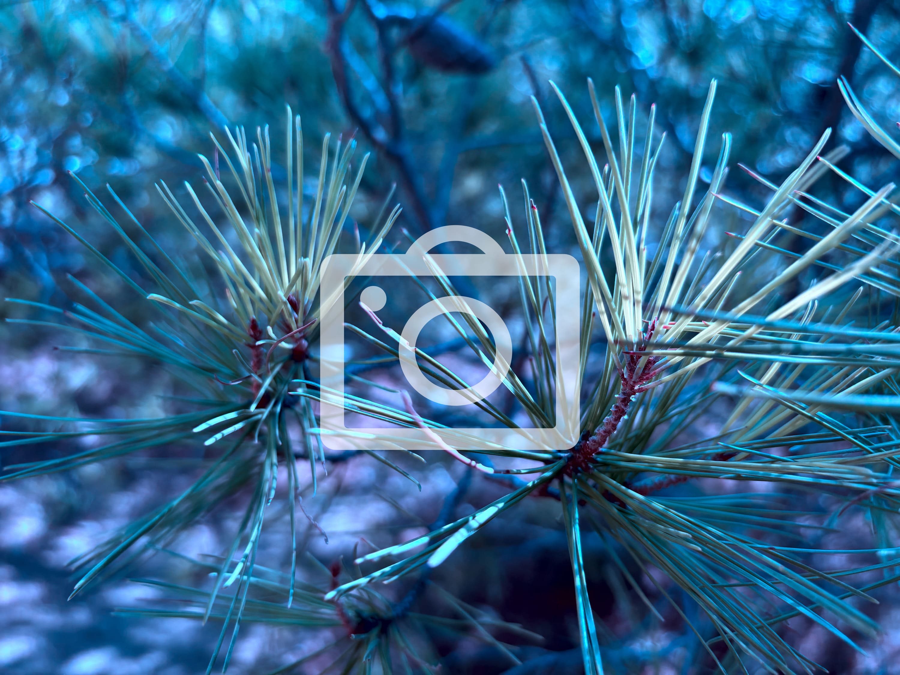 Kira rudik, miembro del parlamento ucraniano, habla de la batalla que se avecina por la capital ucraniana, kyiv, mientras rusia invade el país. Qh Mjlejgh7 5m