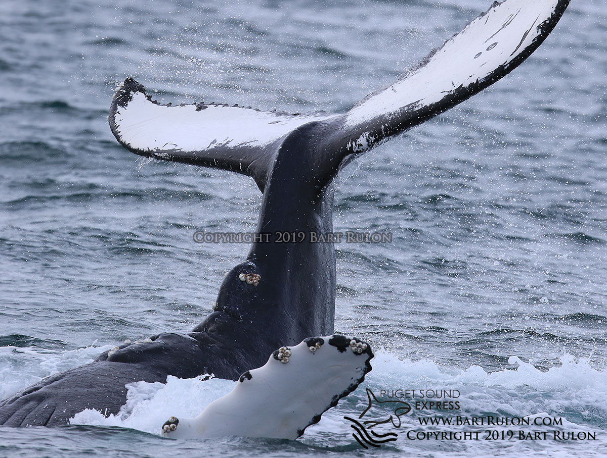 They do the whale count in feb. Great Whales In December Puget Sound Express