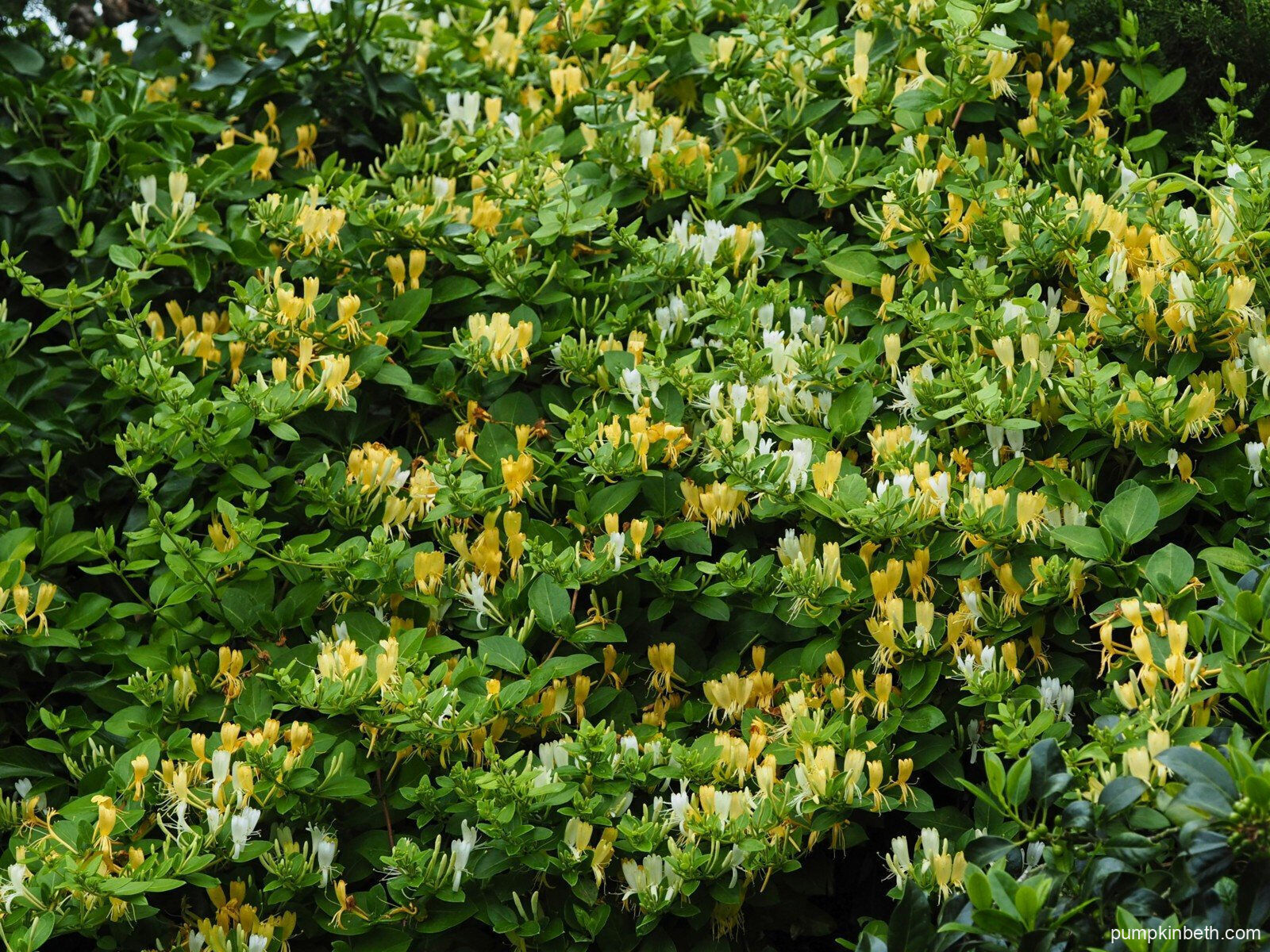 Lonicera Periclymenum Plant Peaches And Cream Honeysuckle Lonicera