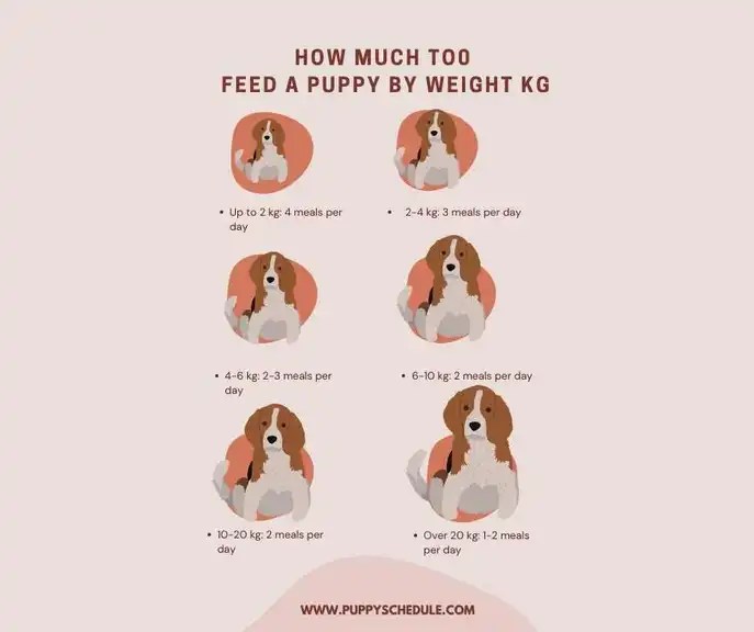 How much to feed a puppy by weight kg