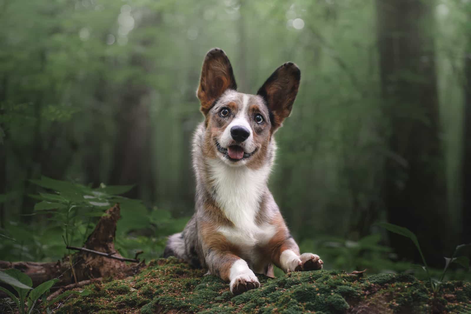 Very chill puppies, sold as family pets only. Merle Corgi 7 Things You Need To Know Before Buying