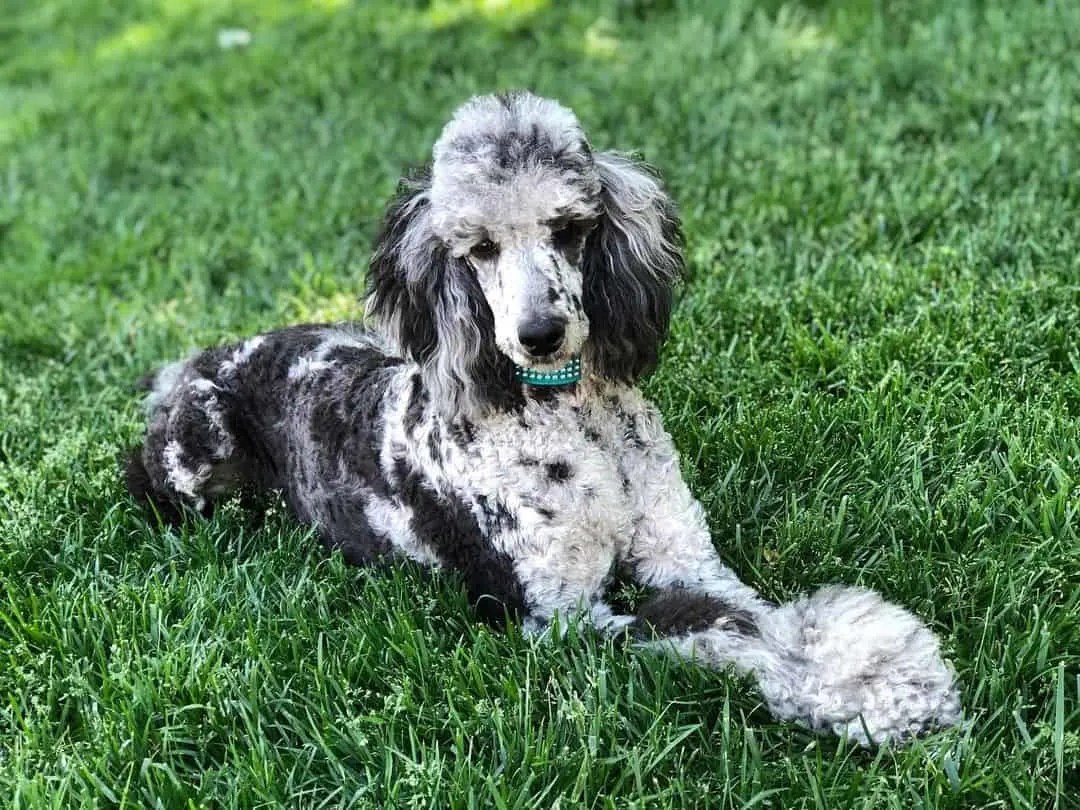 Poodle colors: 35 poodle coat colors and genetics explained