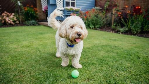 Cockapoo Health Issues: Essential Tips for a Happy Pup