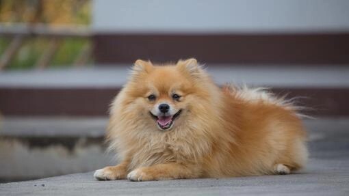 Pomeranians Health Problems: Essential Tips for a Healthy Pup