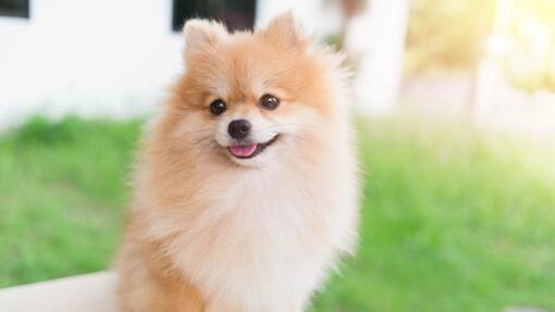 Pomeranians Health Problems: Essential Tips for a Healthy Pup