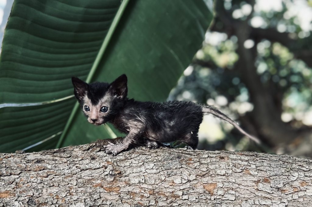 Lykoi kitten