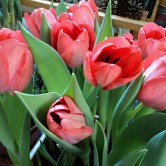 Tulip Darwin Hybrid warna merah muda . Kelopak Bunga selalu Mengahadap ke Arah Cahaya Matahari Tulip Darwin Hybrid warna merah muda