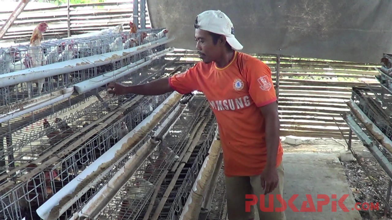 Ternak Ayam Arab Dengan Iringan Musik Puskapik Com