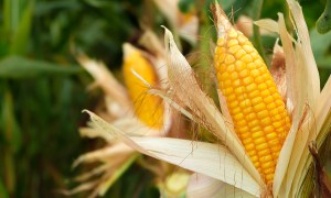 A 1960s Farming Study Saw the AI Boom Coming .. PYMNTS.com