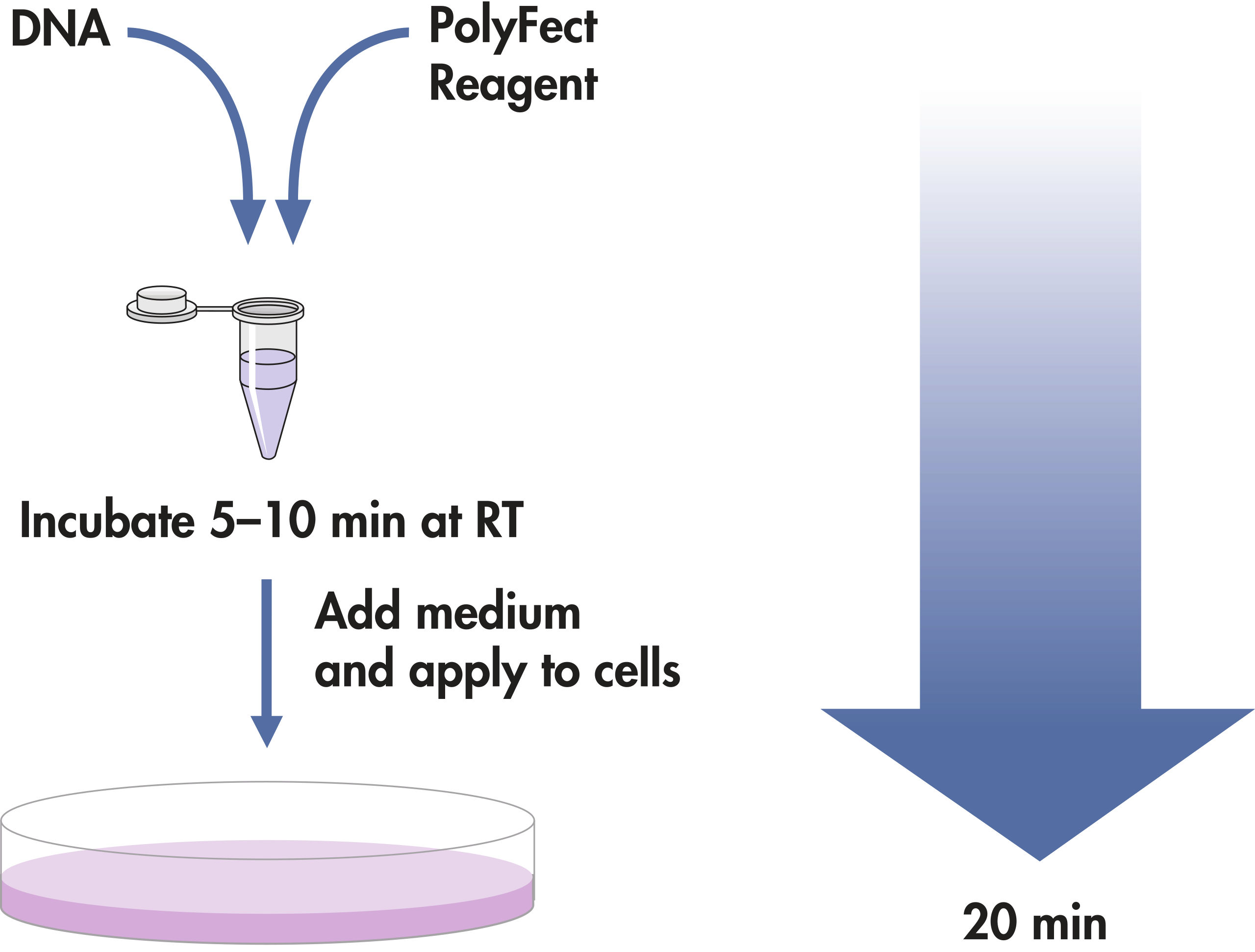 Polyfect transfection reagent