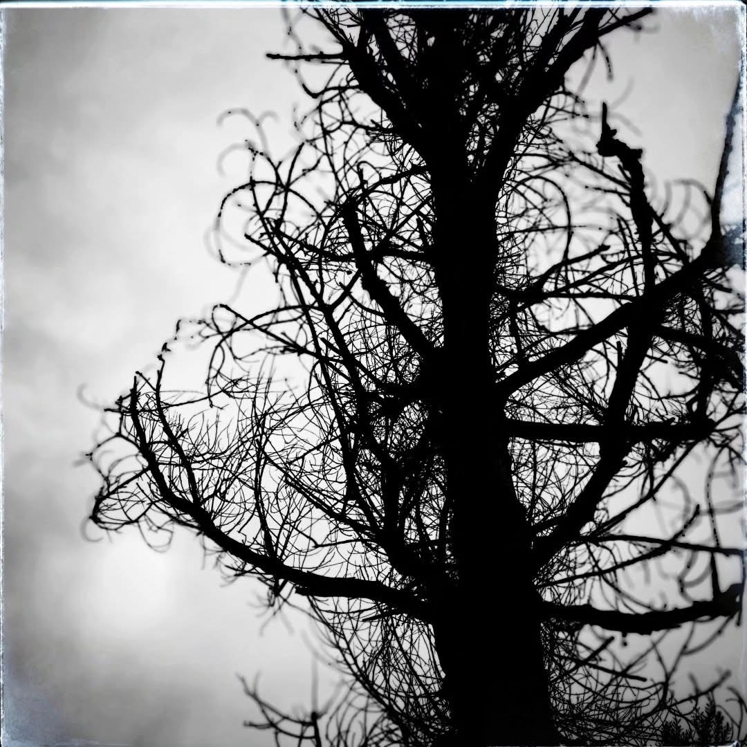 مربكٌ وجه مرايا التفاحة ..قصيدة للشاعرة السورية ريما حمزة 