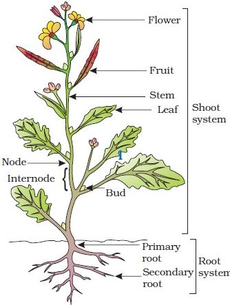 The female reproductive part of a flower; Explain Different Parts Of A Typical Flowering Plant Qs Study