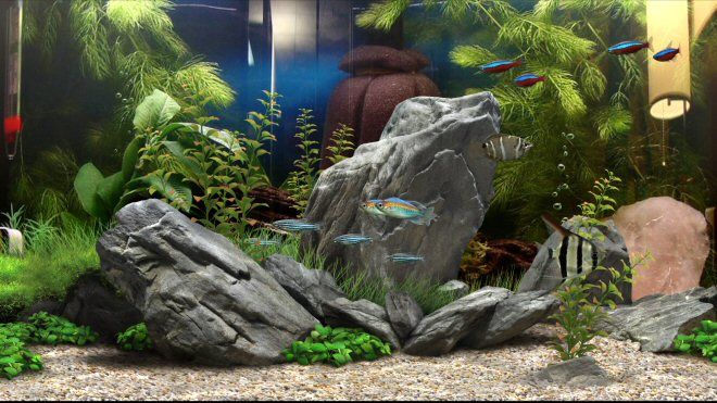 Dream Aquarium 37 Fish Tank Backgrounds Download Unique Gifts And Corporate Services