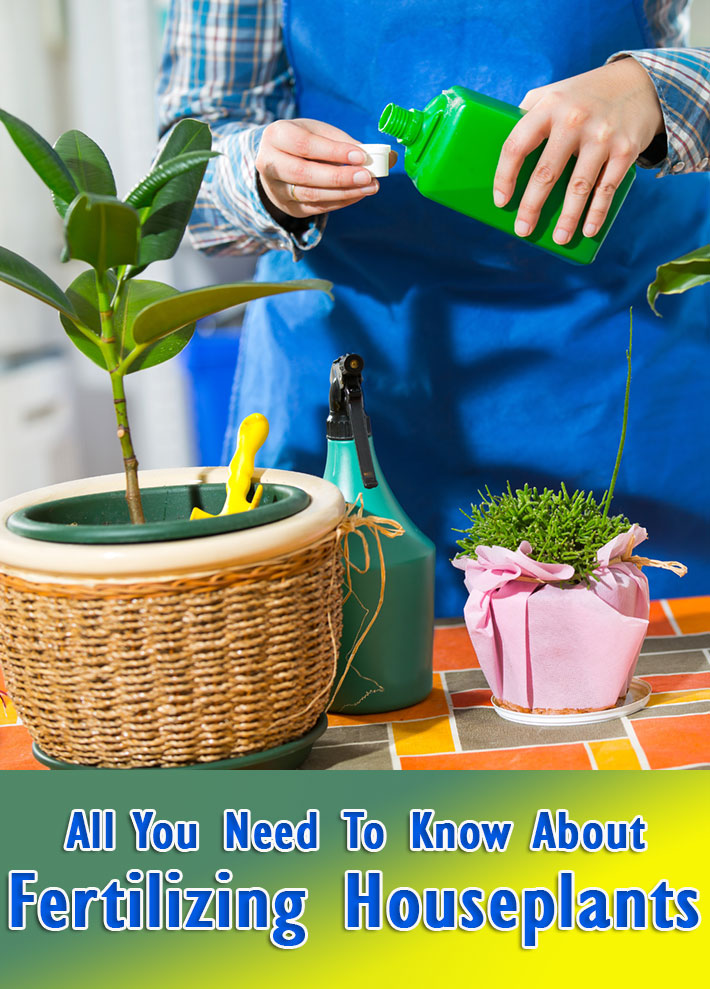 Quiet CornerAll You Need To Know About Fertilizing House
