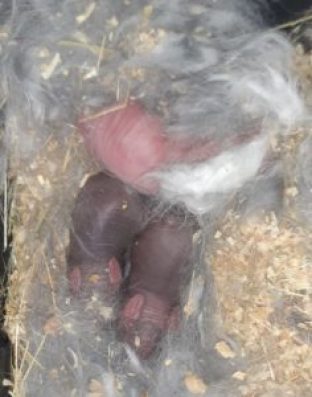 baby rabbit care
