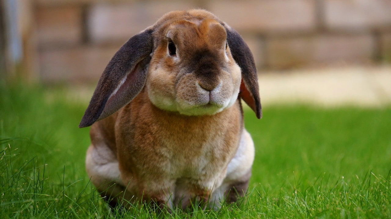 Lop eared rabbits