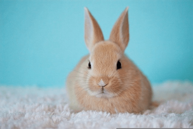 cute rabbits, nails