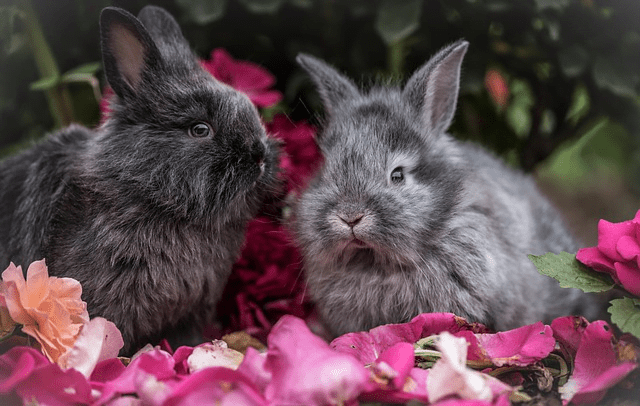 grooming glove, many rabbits, small pet