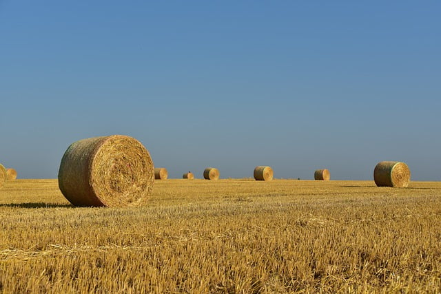 hay, straw bales, hay bales