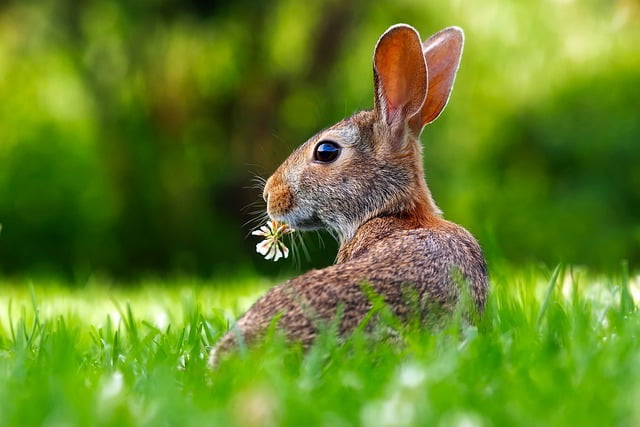 rabbit eating flower outside