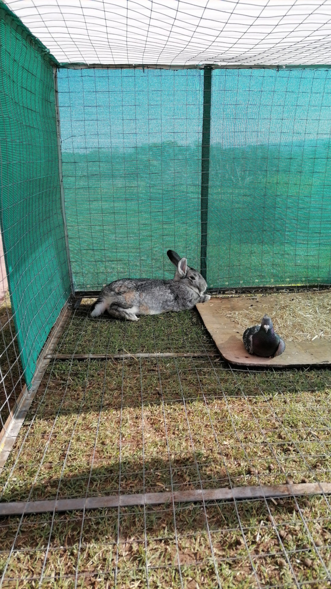 Safe rabbit enclosure