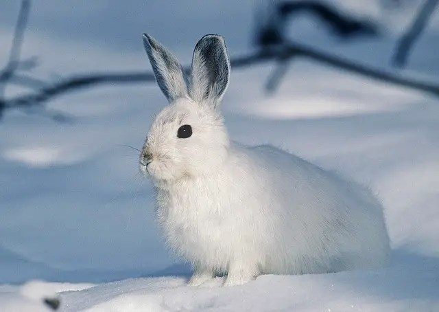 white rabbit in the snow