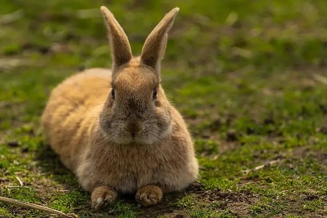 how take care of a bunny