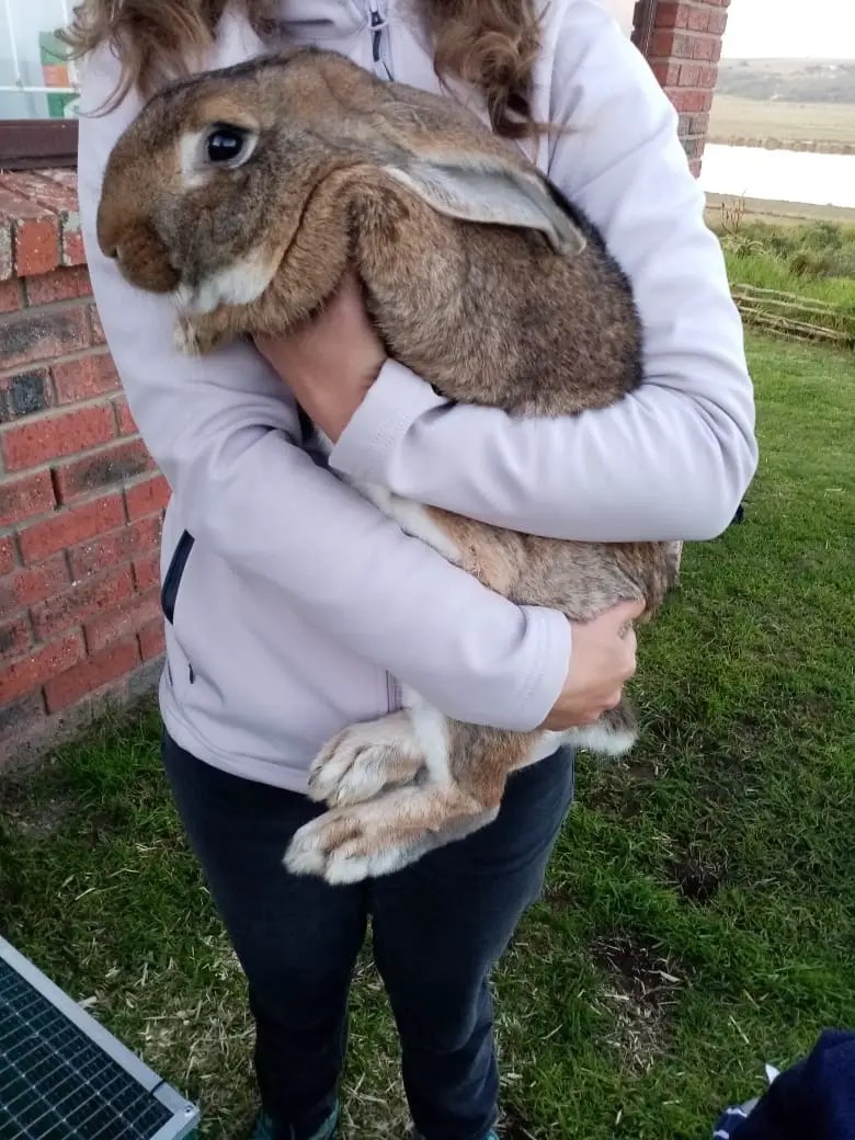 proper rabbit handling