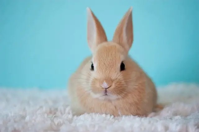 bunny rabbit, rabbits on carpet