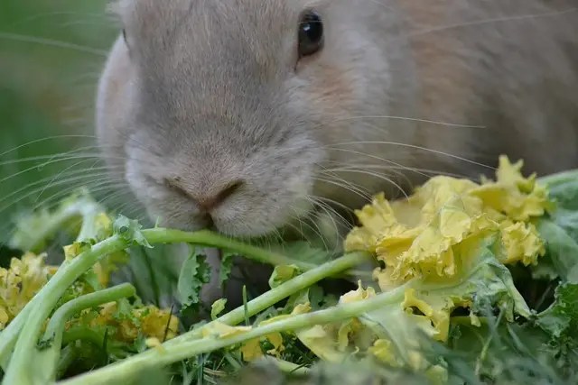 rabbit, rabbits healthy eating greens